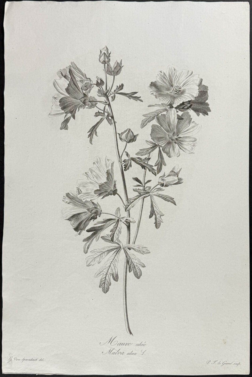 Spaendonck – Mallow. 5 – c1800 Fleurs, Stipple Engraving