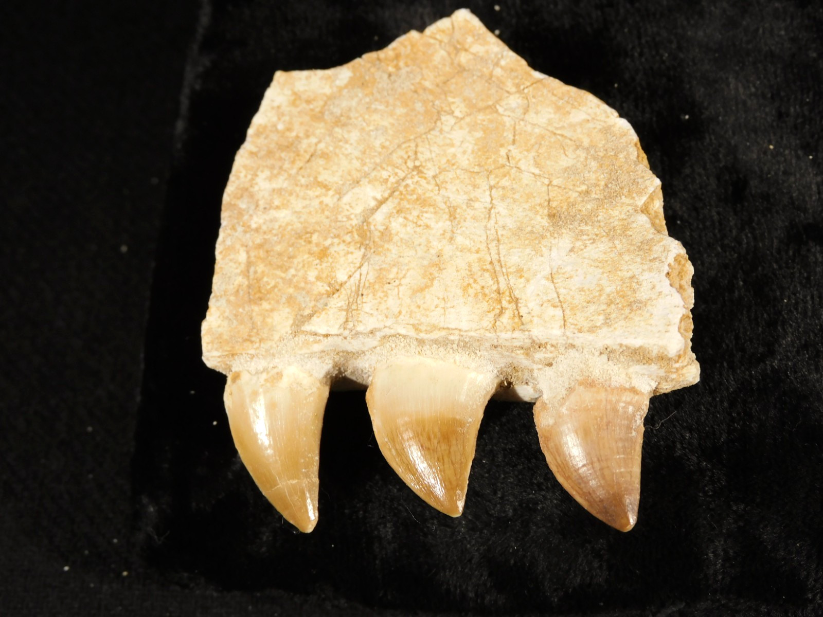 Mosasaurus Bone Fossil with THREE TOOTH Fossils and Stand Morocco 75.4