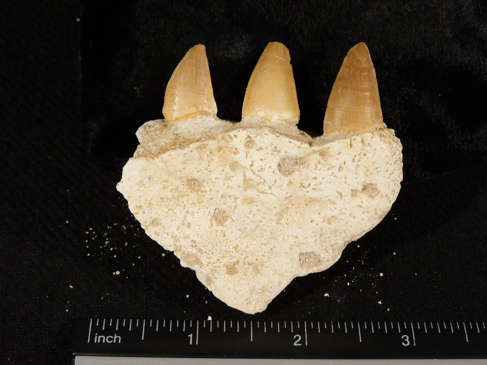 Mosasaurus Bone Fossil with THREE TOOTH Fossils and Stand Morocco 57.9