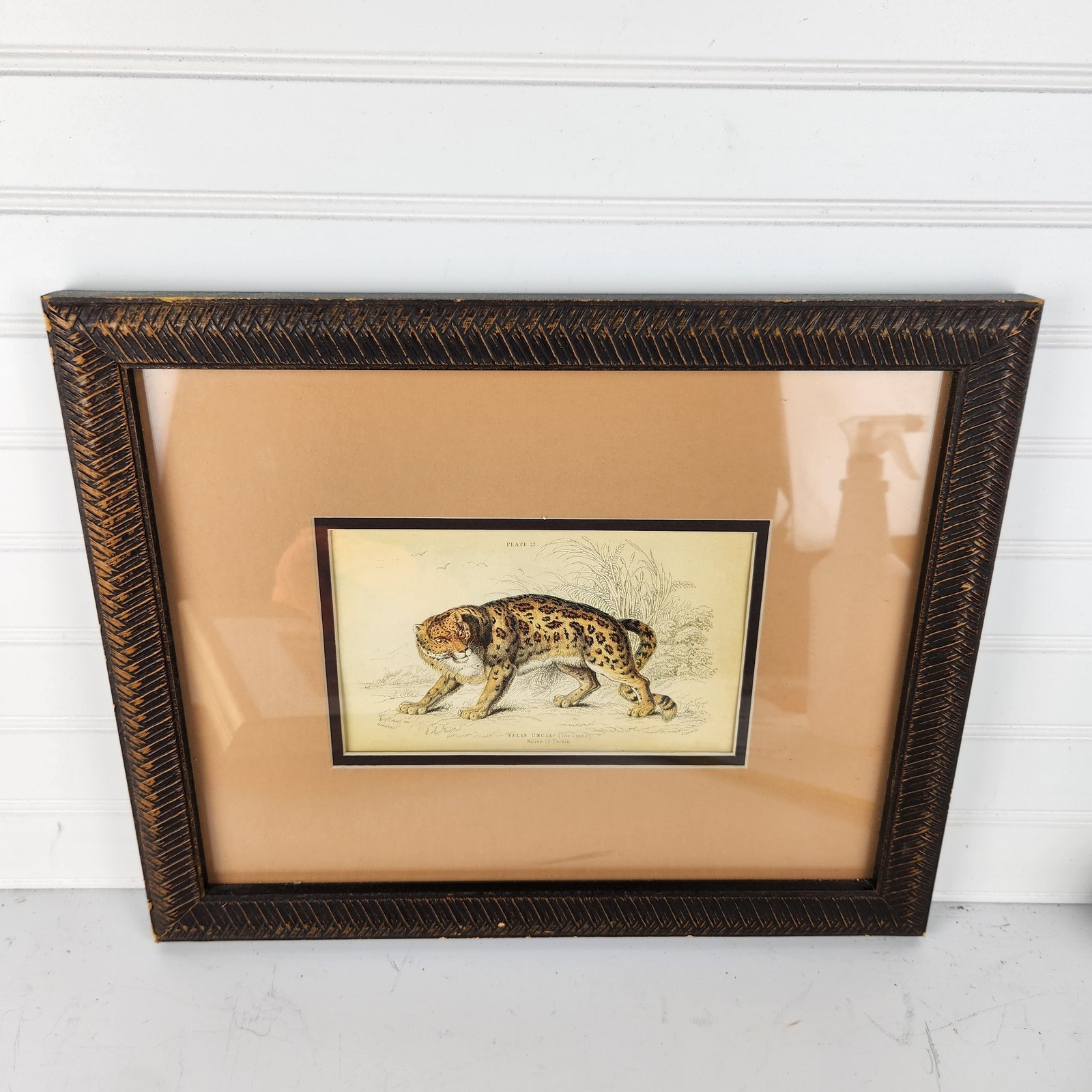 Antique 1800s Felis Uncia Snow Leopard Ounce Zoological Engraving Print Framed