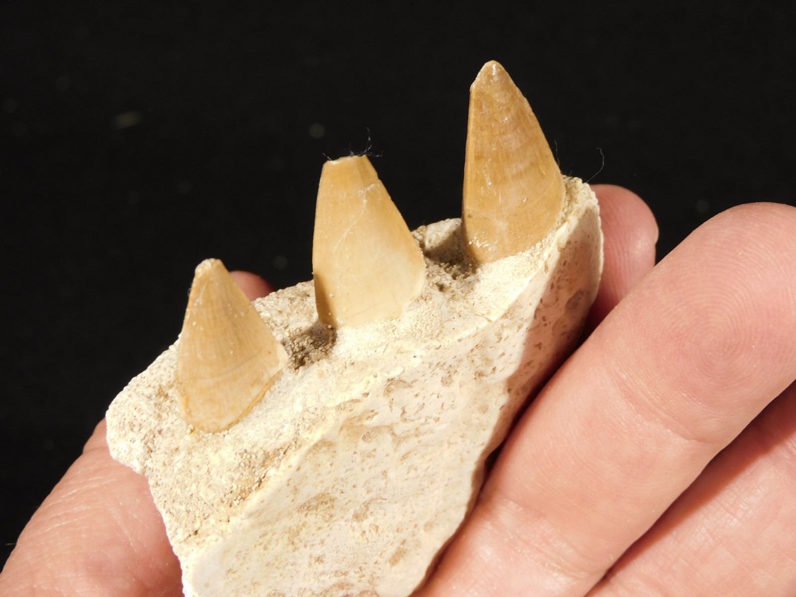 Mosasaurus Bone Fossil with THREE TOOTH Fossils and Stand Morocco 57.9