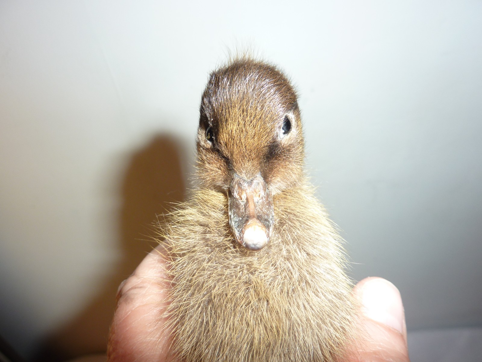 Antique Fluffy Brown Duckling Chick Bird Taxidermy 4.5″