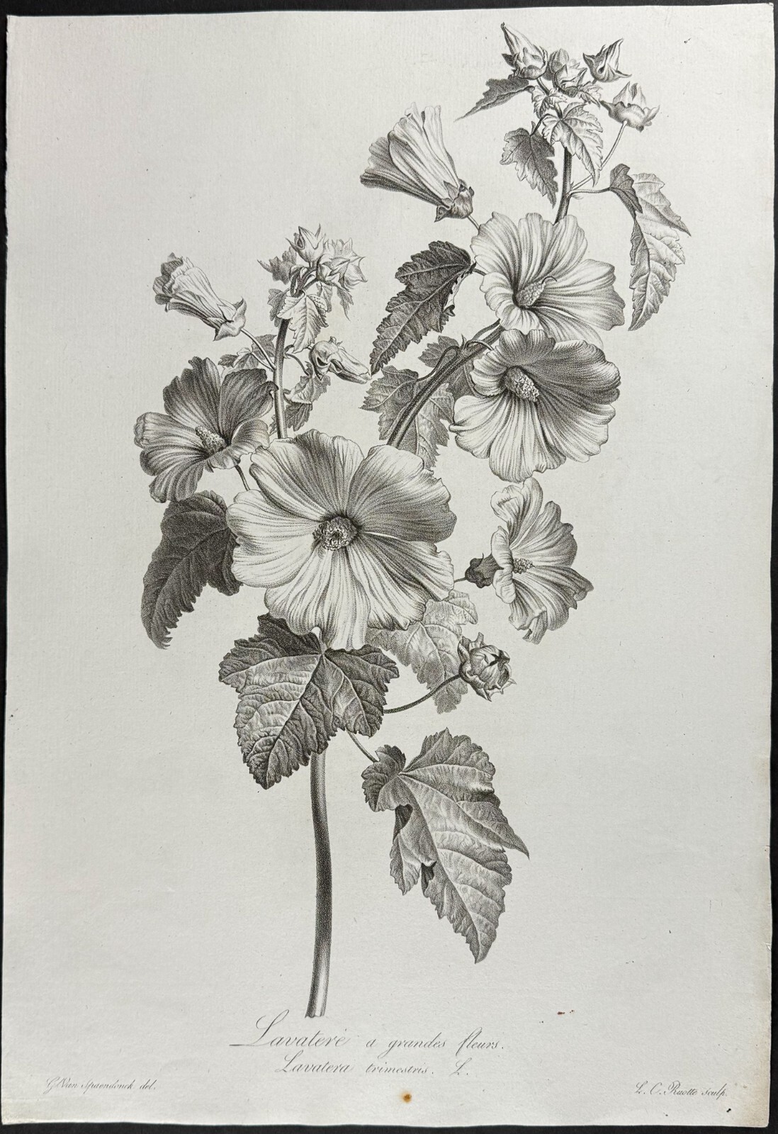 Spaendonck – Rose Mallow. 6 – c1800 Fleurs, Stipple Engraving