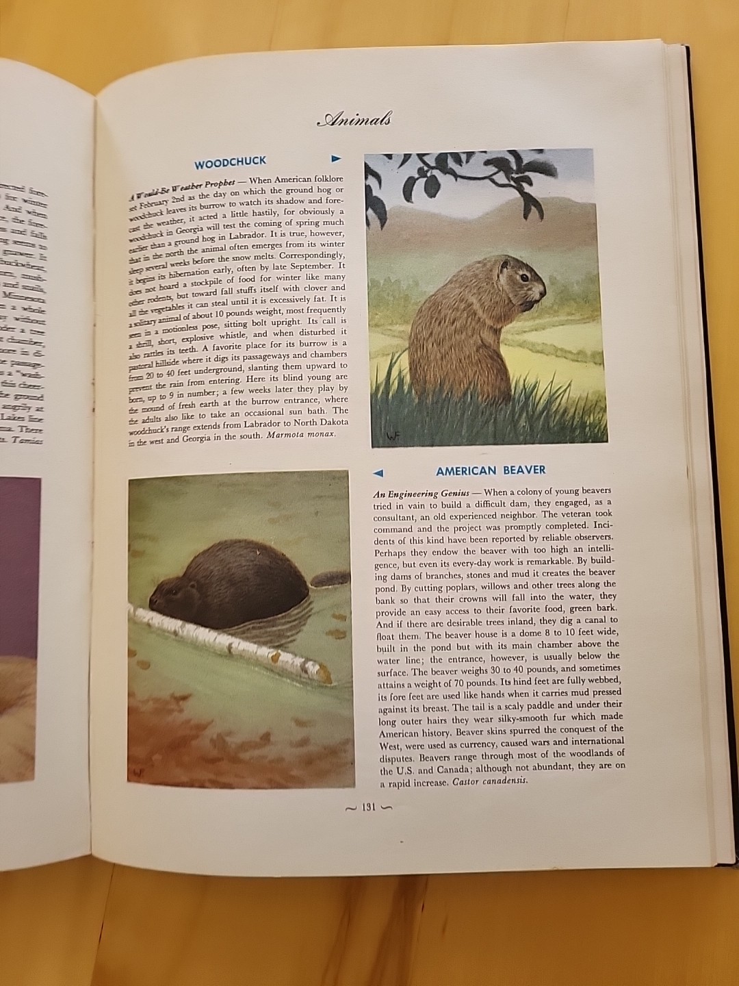Vintage 1952 Oversized Biology Reference Book: Hammond’s Nature Atlas Of America