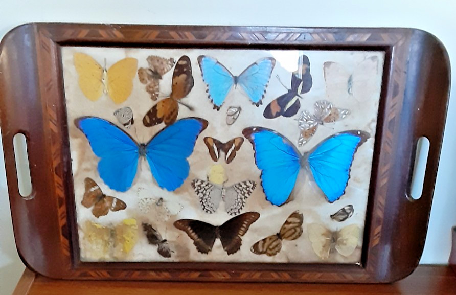 Antique Mahogany Marquetry Tray With Butterflies Under Glass 18″ X 11″