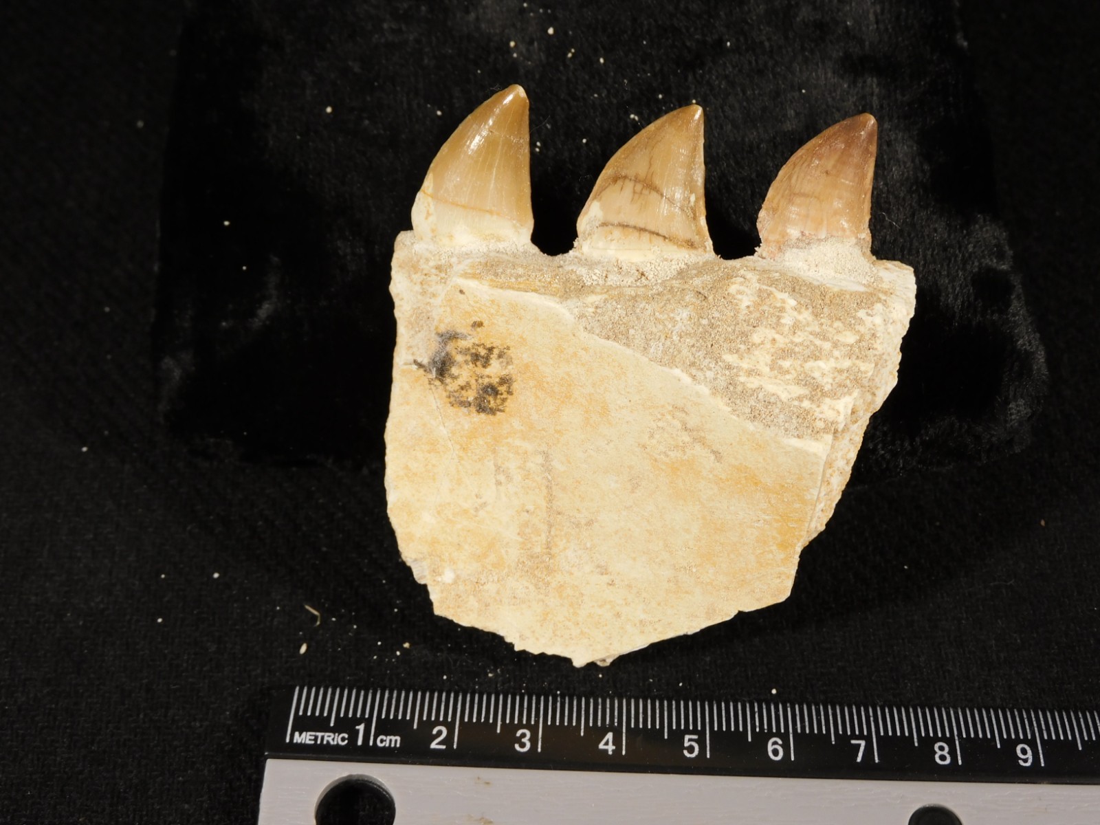 Mosasaurus Bone Fossil with THREE TOOTH Fossils and Stand Morocco 75.4