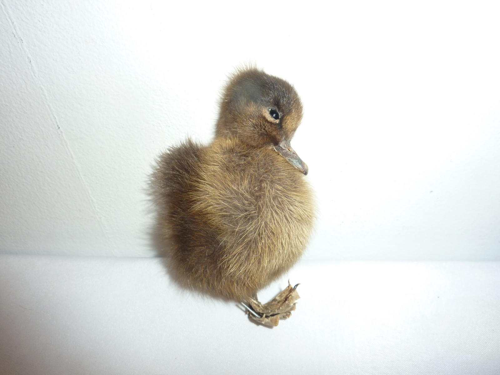 Antique Fluffy Brown Duckling Chick Bird Taxidermy 4.5″