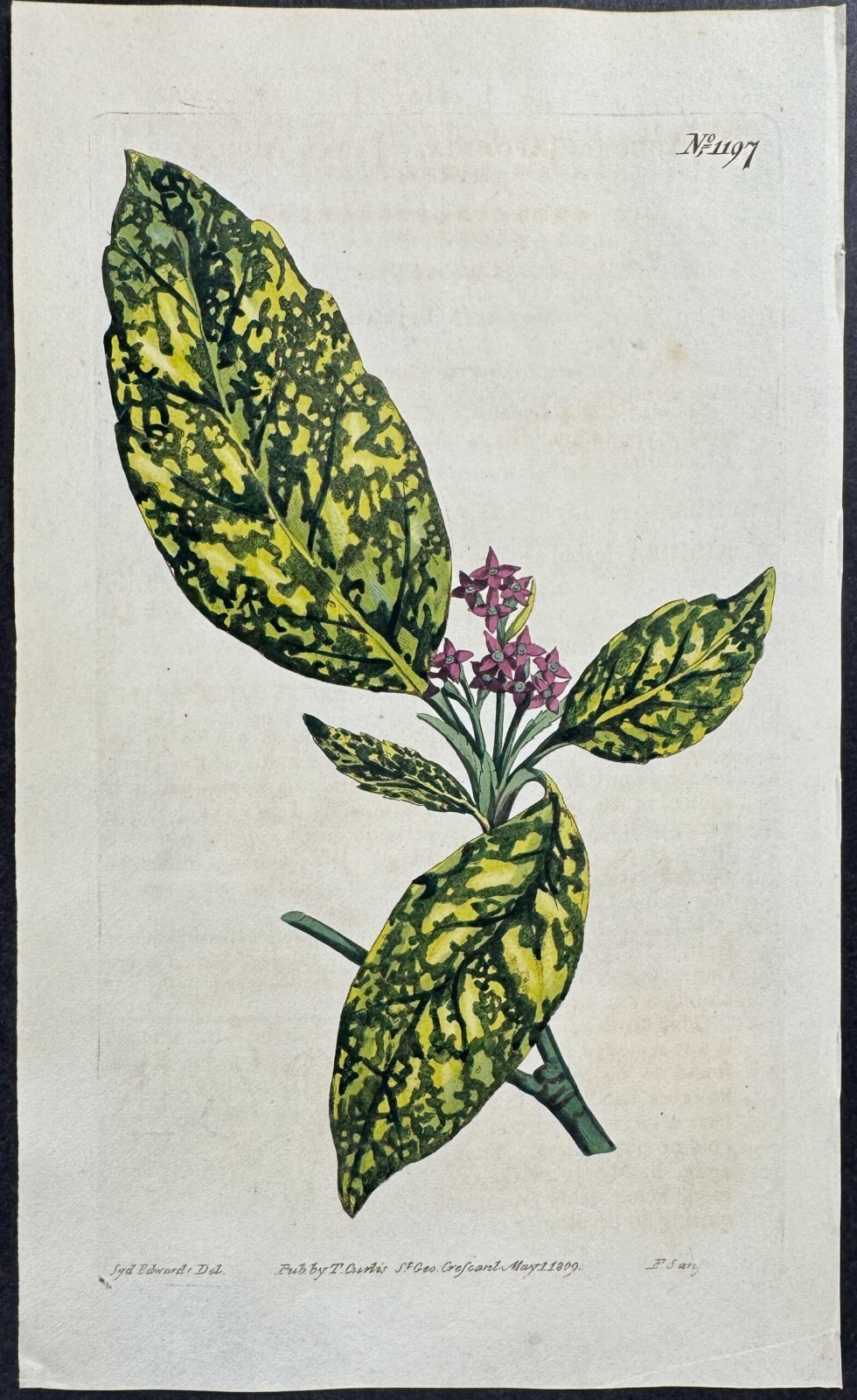 Curtis – Japan Auccuba. 1197 – 1803 Botanical Magazine