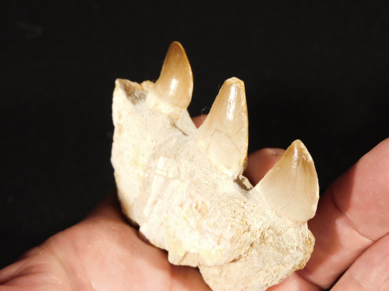 Mosasaurus Bone Fossil with THREE TOOTH Fossils and Stand Morocco 85.4