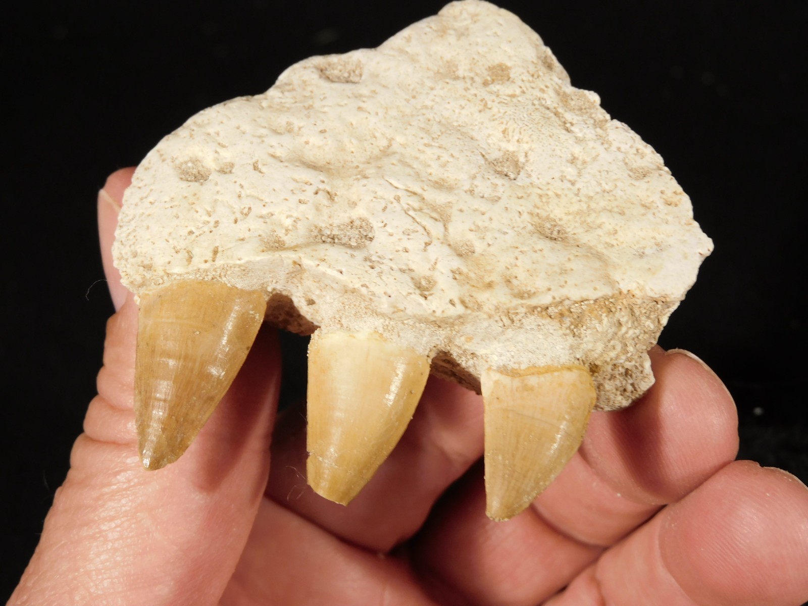 Mosasaurus Bone Fossil with THREE TOOTH Fossils and Stand Morocco 57.9
