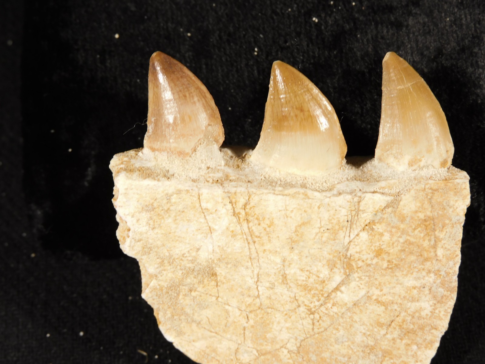 Mosasaurus Bone Fossil with THREE TOOTH Fossils and Stand Morocco 75.4