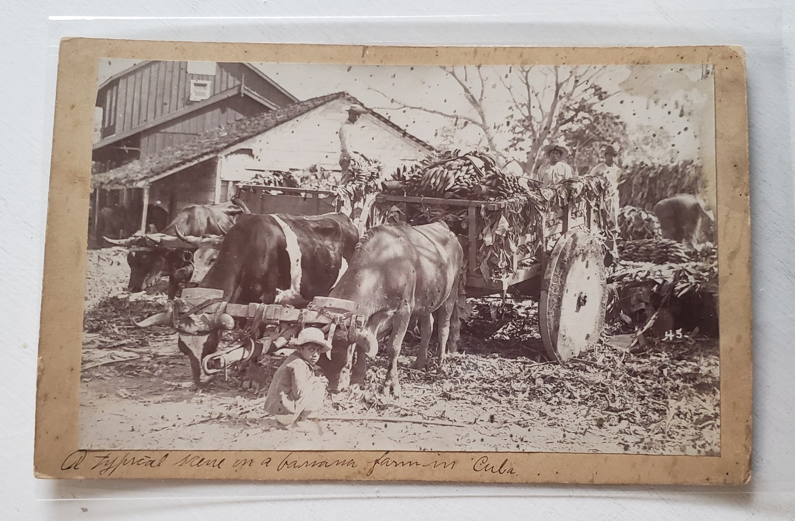CUBA,# 6 Original, Vintage, Scene In a Banana Farm Circ: 1890s, 5″x8″