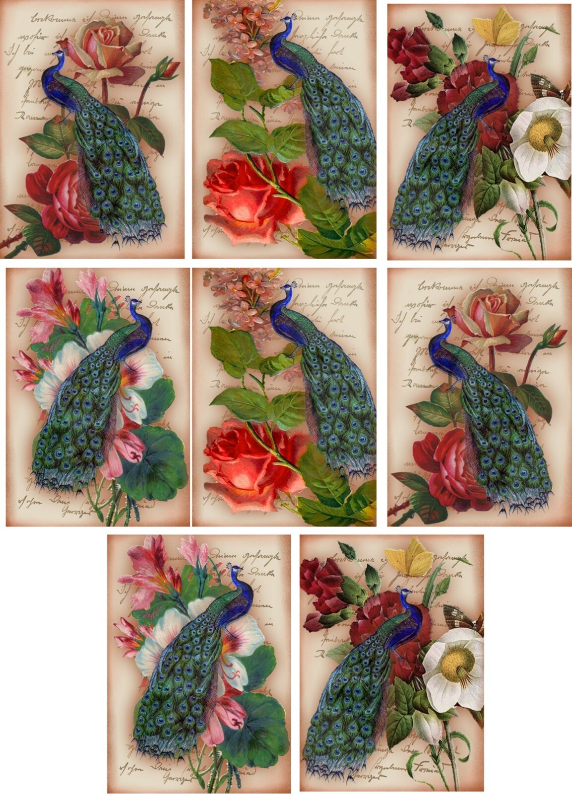 8 ATC Vintage Victorian Peacock roses small glossy blank fold out note gift card