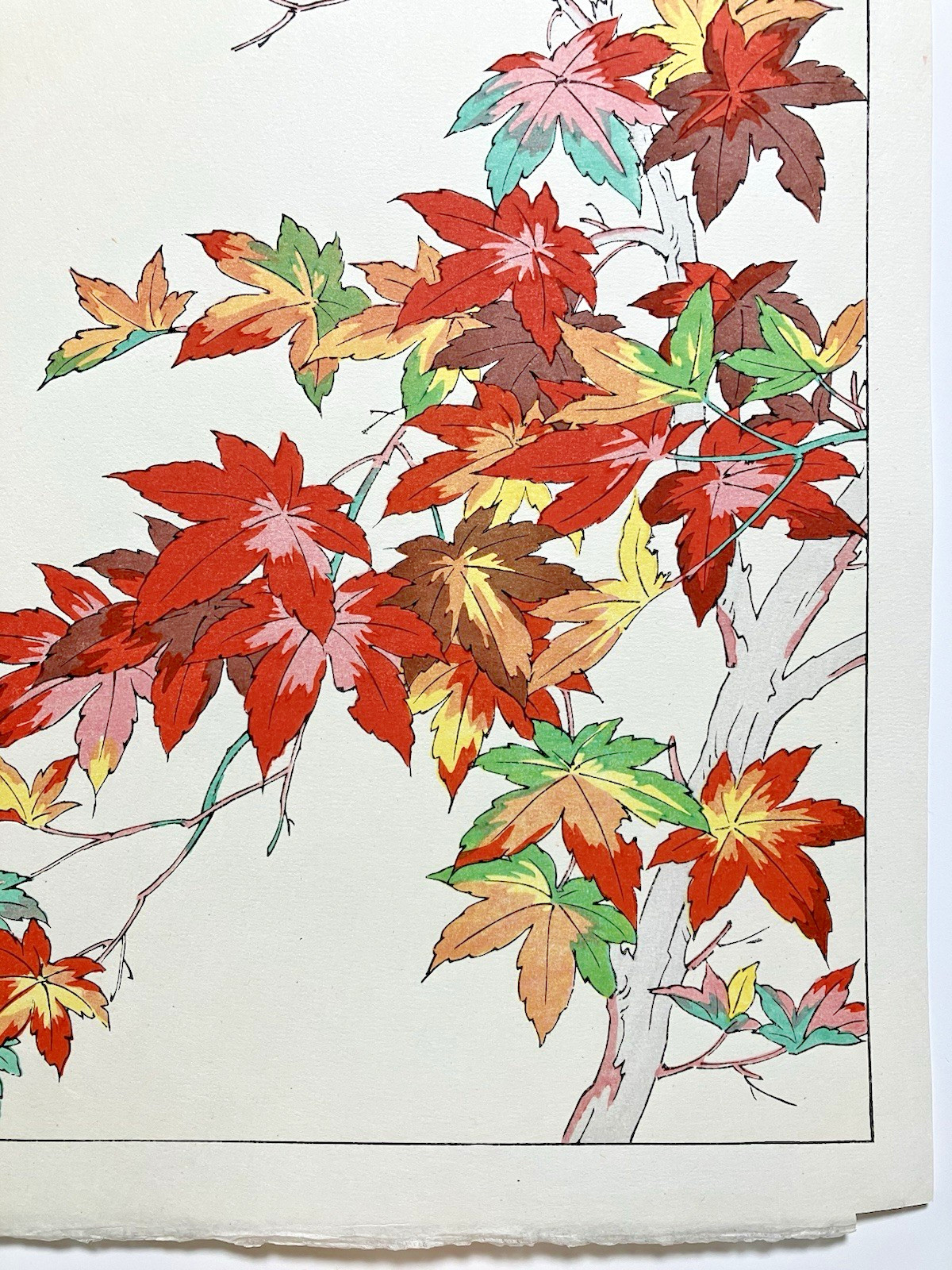Yuichi Osuga Woodblock Print “Maple” Kyoto Unsodo Flower Prints