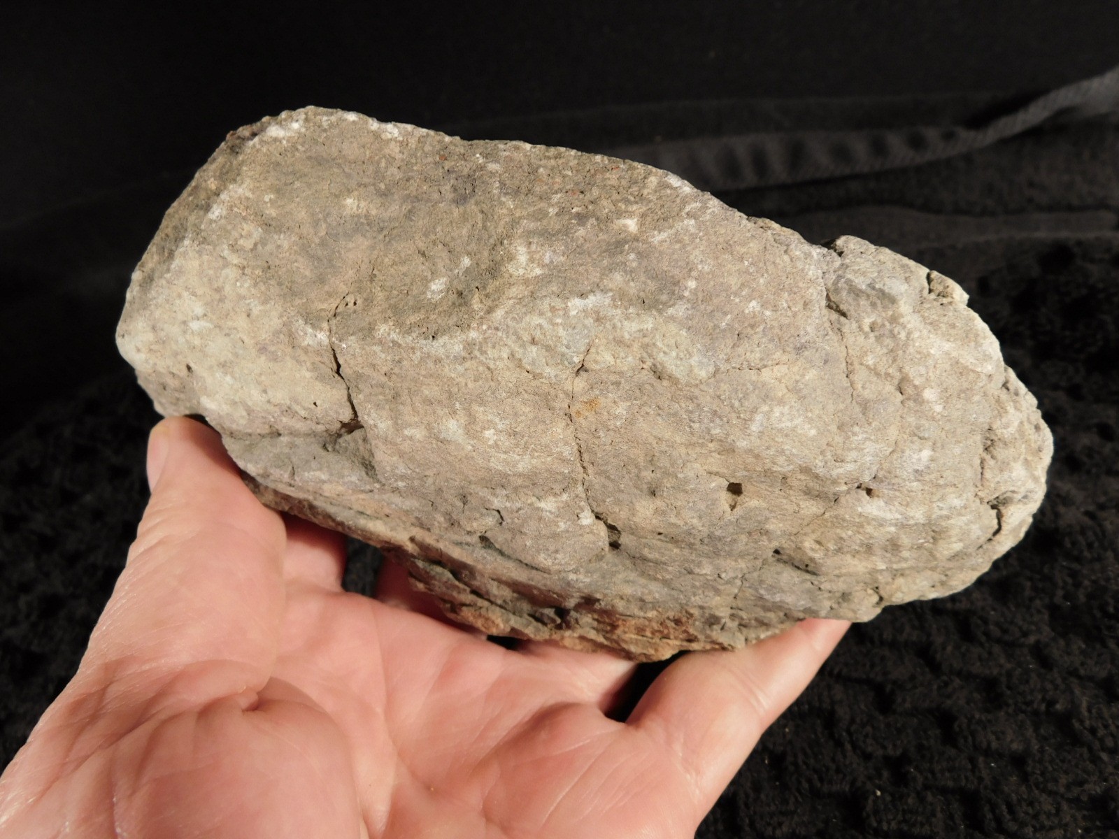 Larger! DINOSAUR LEG Bone Fossil From Jurassic Utah! 100% Natural 1205gr