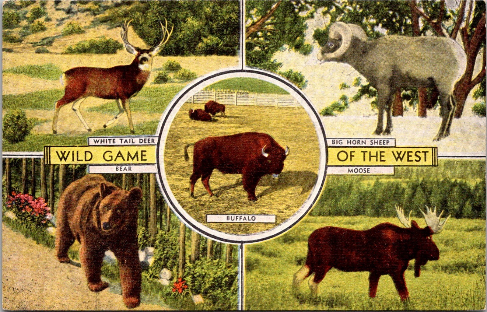 Wild Game of the West Postcard Unposted Animals Deer Bear Buffalo Moose