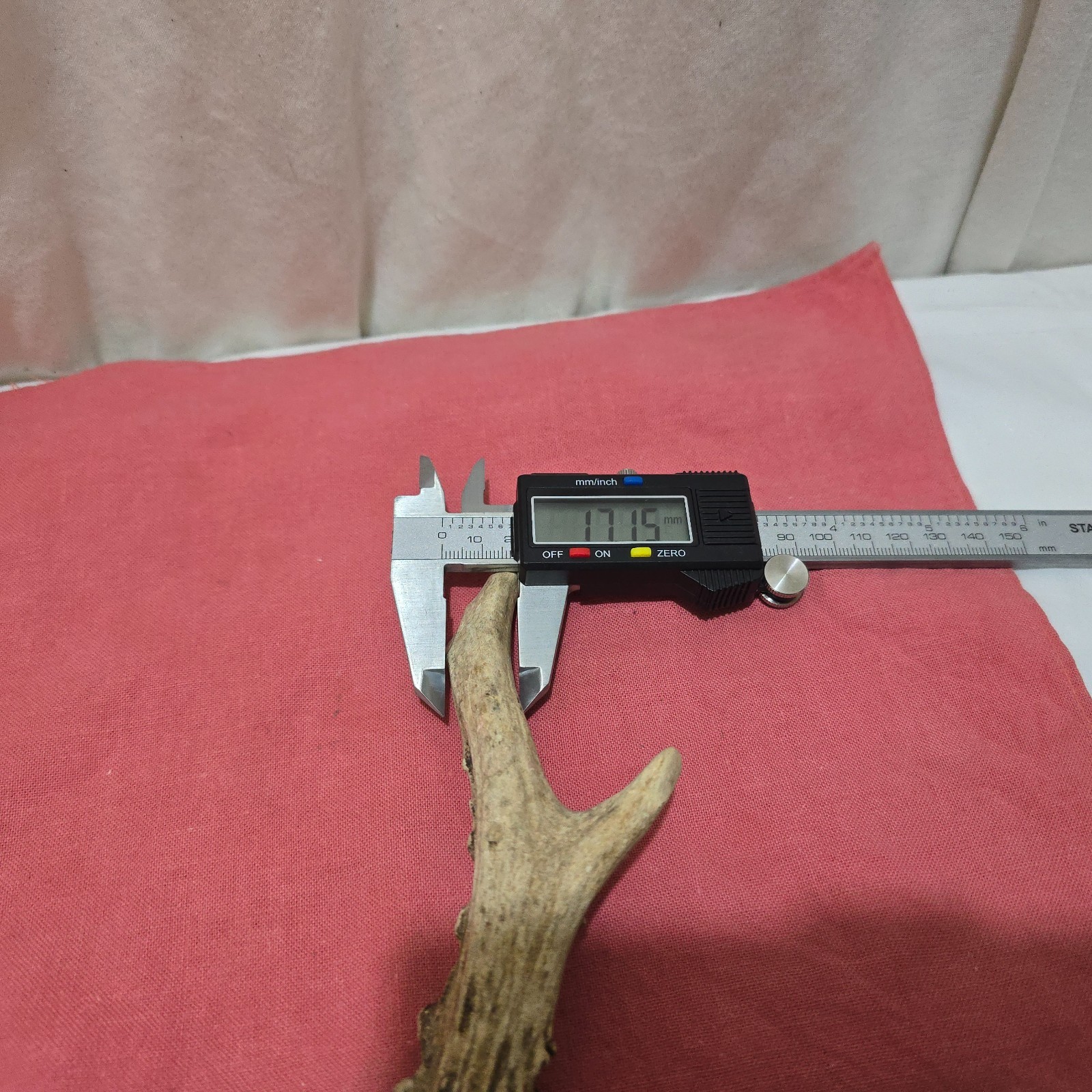 DEER /ROE/ ANTLER ,THUMBSTICK/ HANDLE FOR WALKING STICK MAKING MEDIUM SIZE [E]