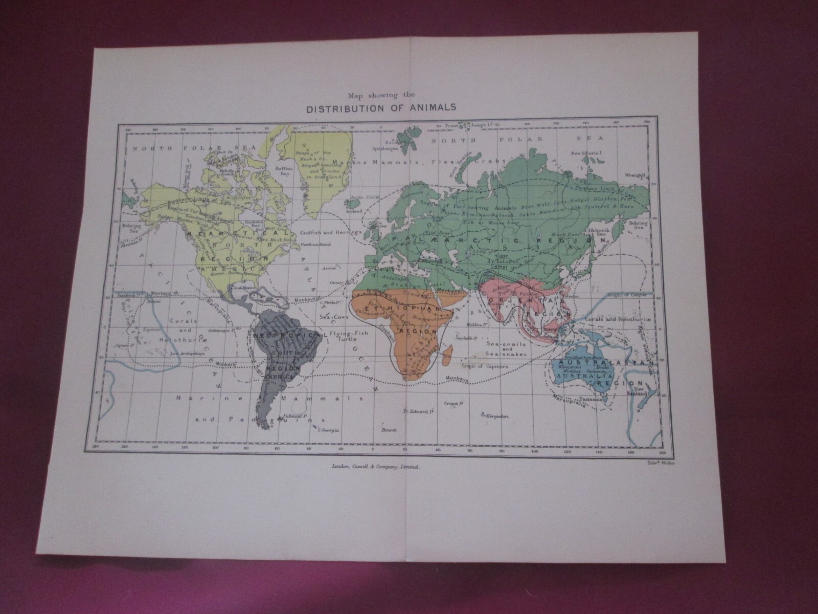 Antique Map of “Distribution of Animals” Cassell & Company Edward Weller