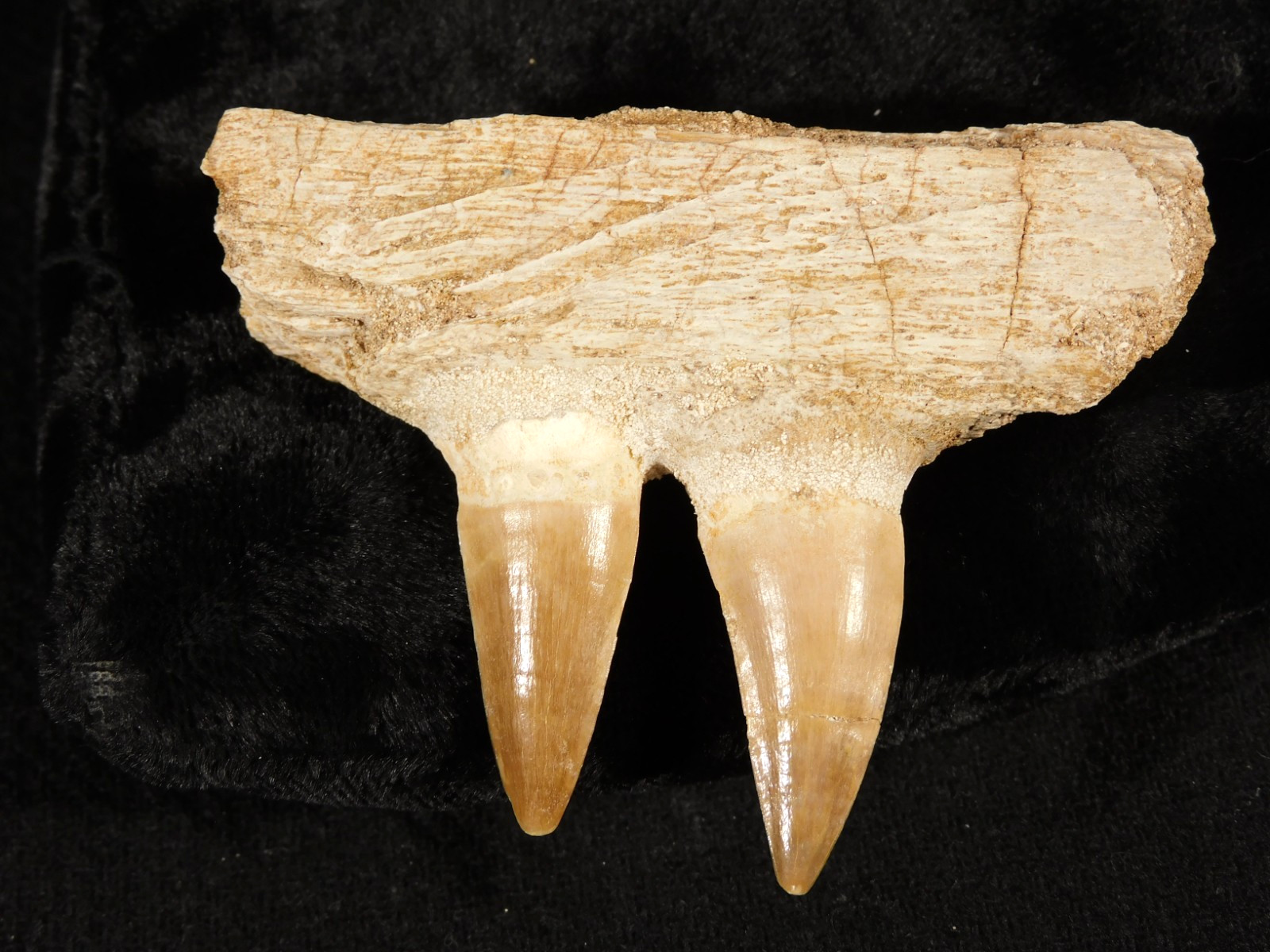 Mosasaurus JAW Bone Fossil with TWO! Tooth Fossils Morocco 8.69