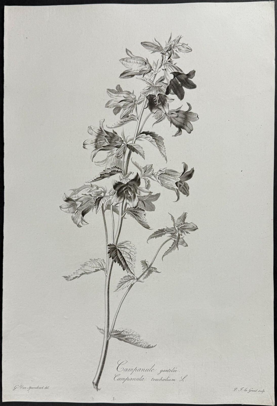 Spaendonck – Bellflower. 7 – c1800 Fleurs, Stipple Engraving