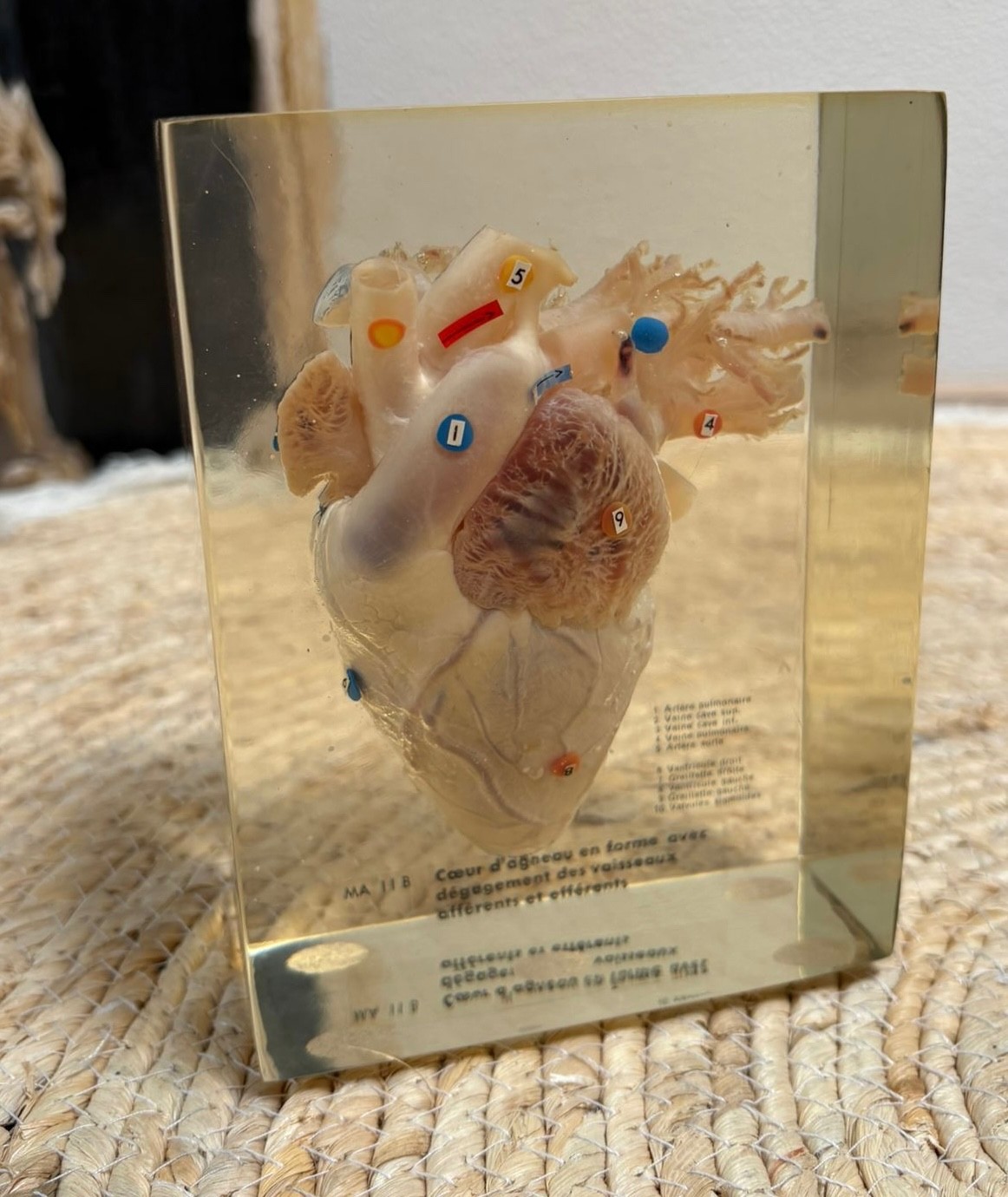 Vintage Medical casting Organ Heart cast resin school education retro acrylic