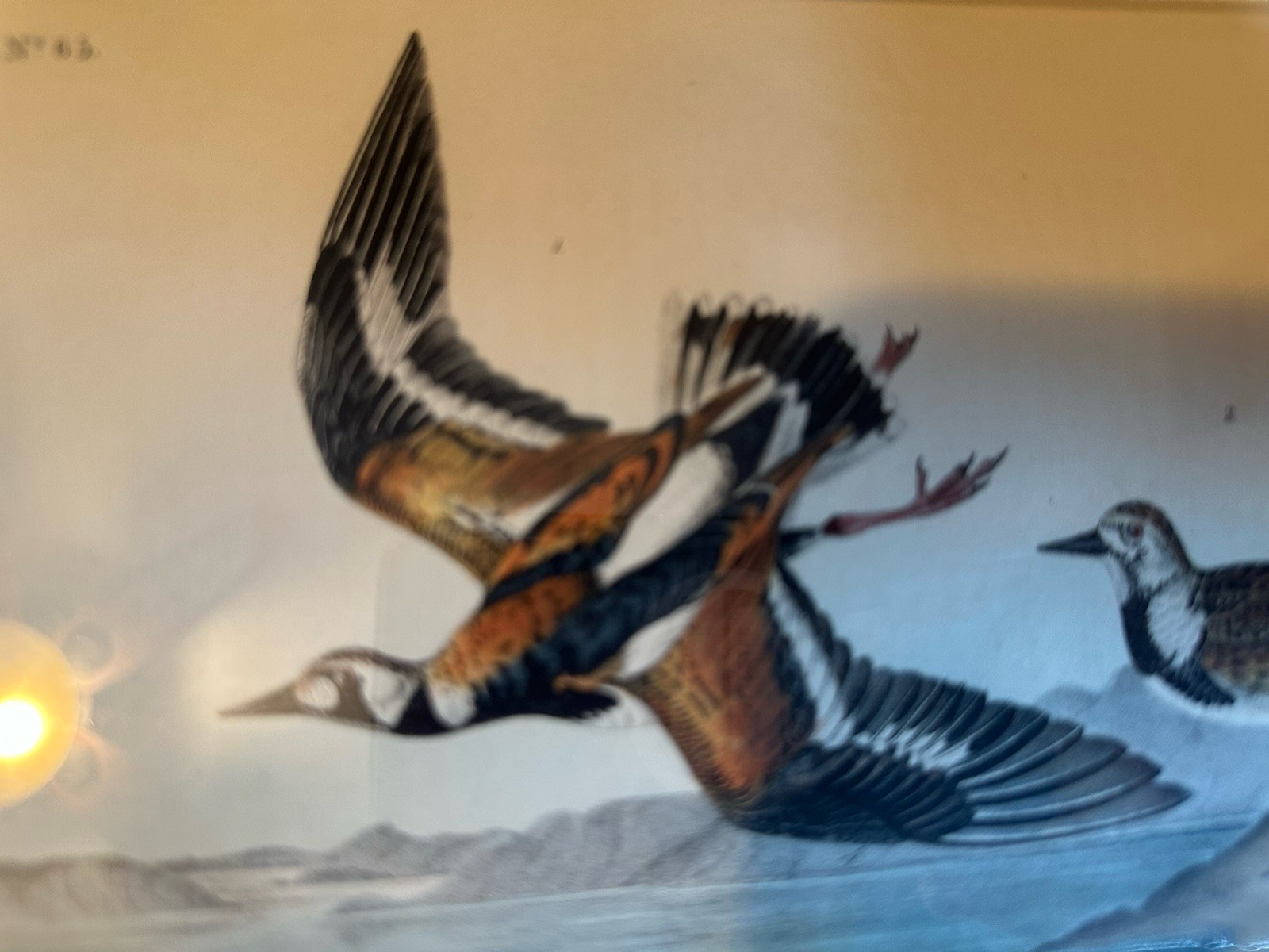 Audubon Hand Colored Lithograph 1840-1844 No. 65 plate 323 -Luxurious Frame