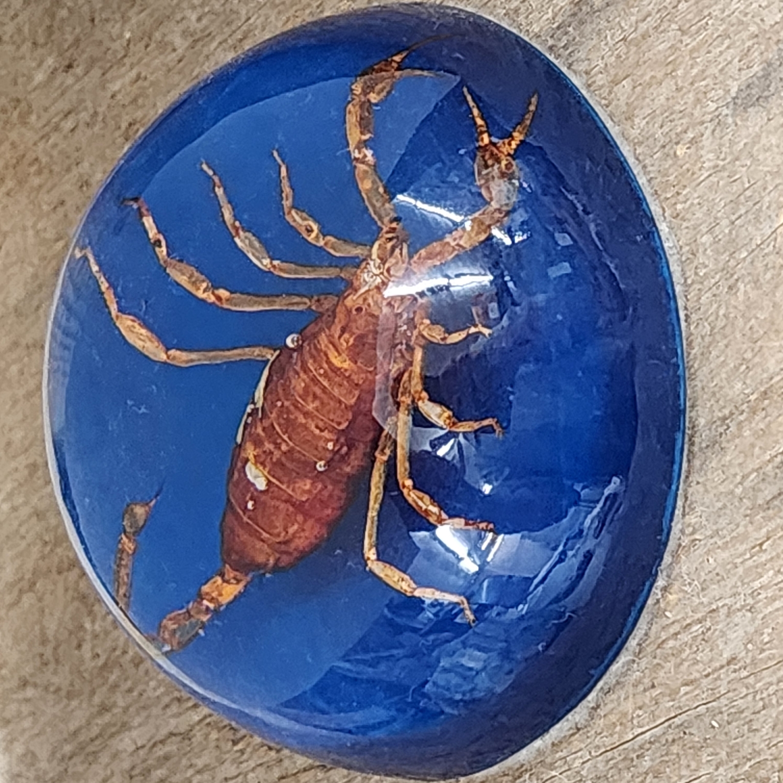 Vintage Retro Lucite Encased Scorpion Paperweight Taxidermy Preserved Oddity