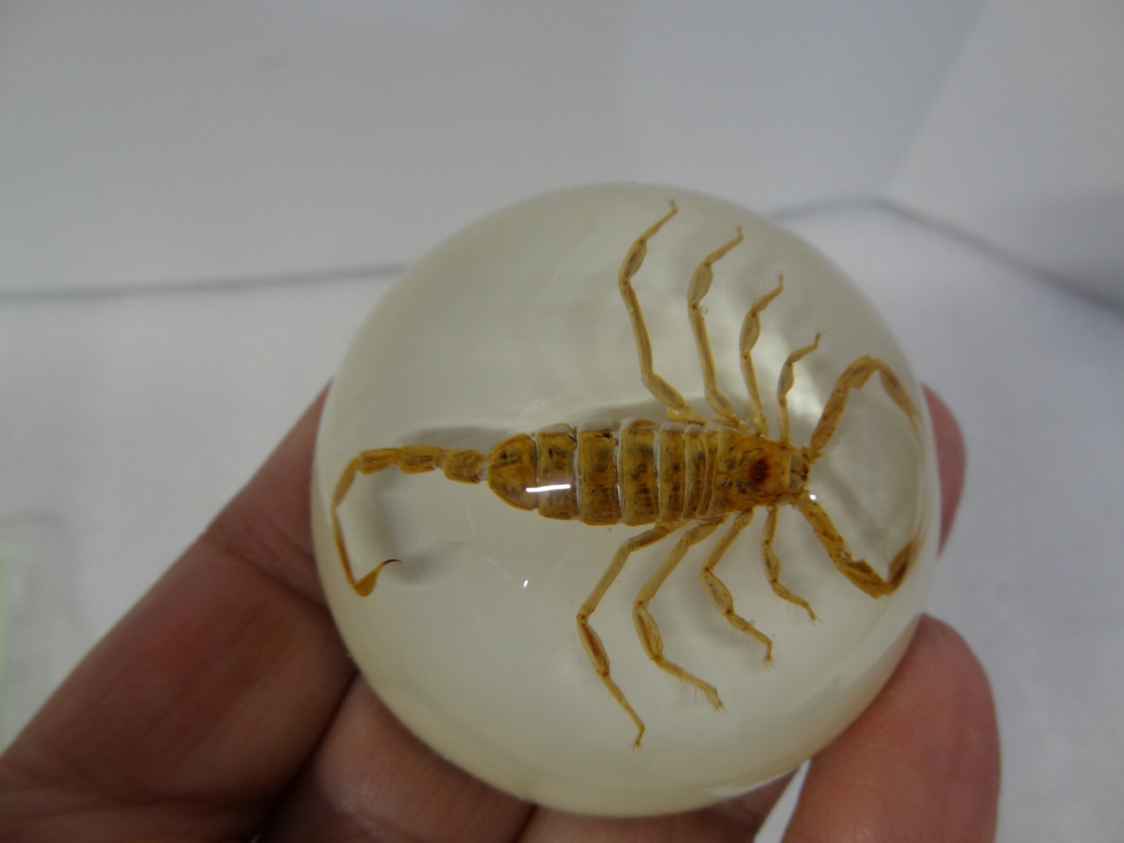 Vintage Lucite Acrylic Encased Scorpion Paperweight Taxidermy 2-1/2″ MAACK Co.